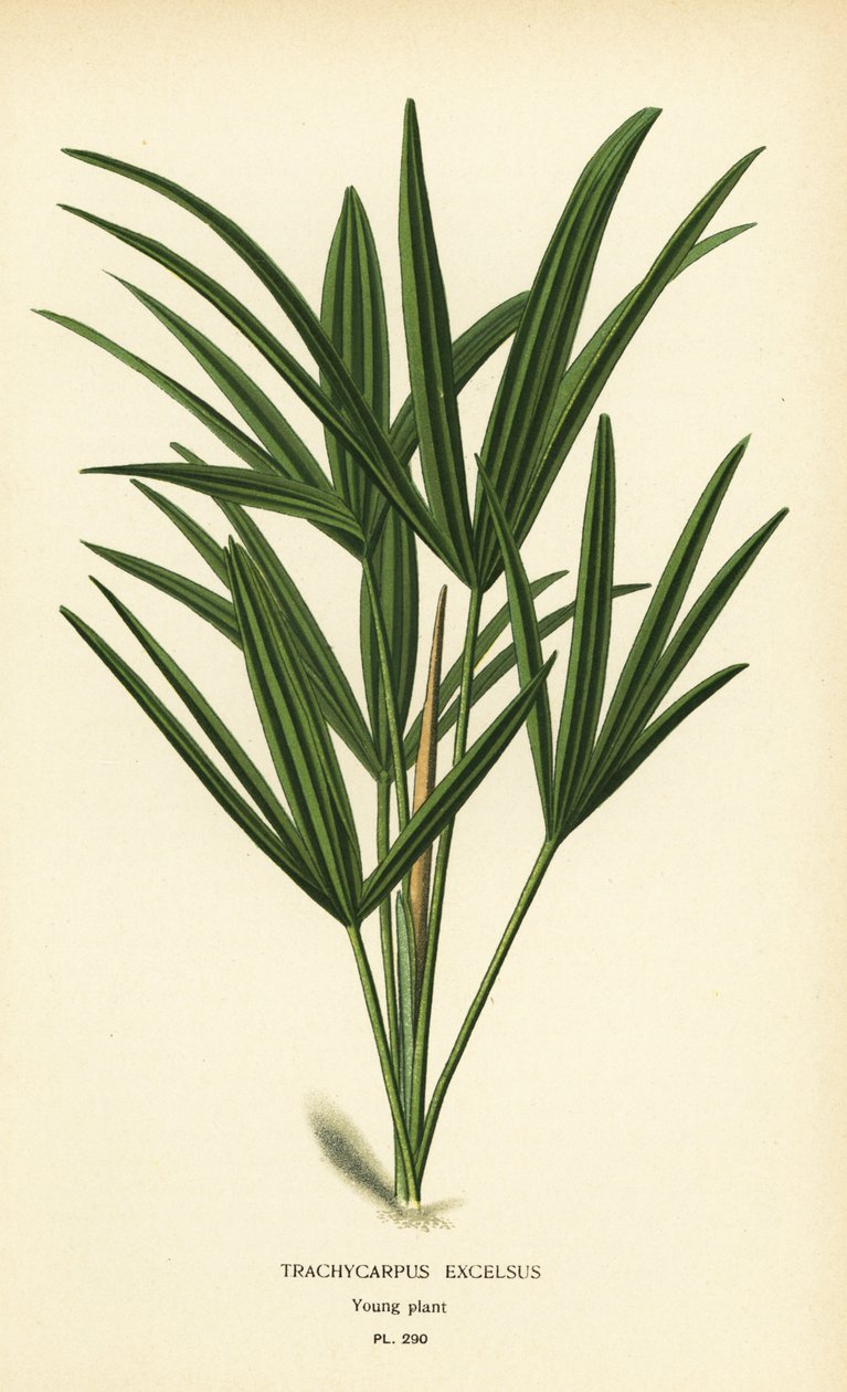 阔叶棕榈或竹棕榈，Rapis excelsa (Trachycarpus excelsus)。 彩色平版印刷，出自 Desire Bois 的插图，出自爱德华·斯特普 (Edward Step) 最喜欢的花园和温室花卉，弗雷德里克·沃恩 (Frederick Warne)，伦敦 作者 Desire Georges Jean Marie Bois