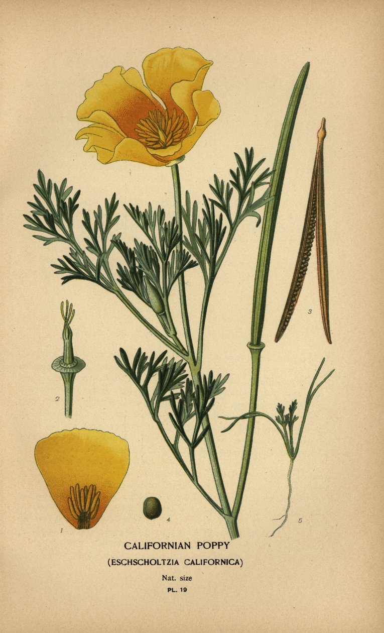 加州罂粟，Eschscholzia californica 作者 Desire Georges Jean Marie Bois