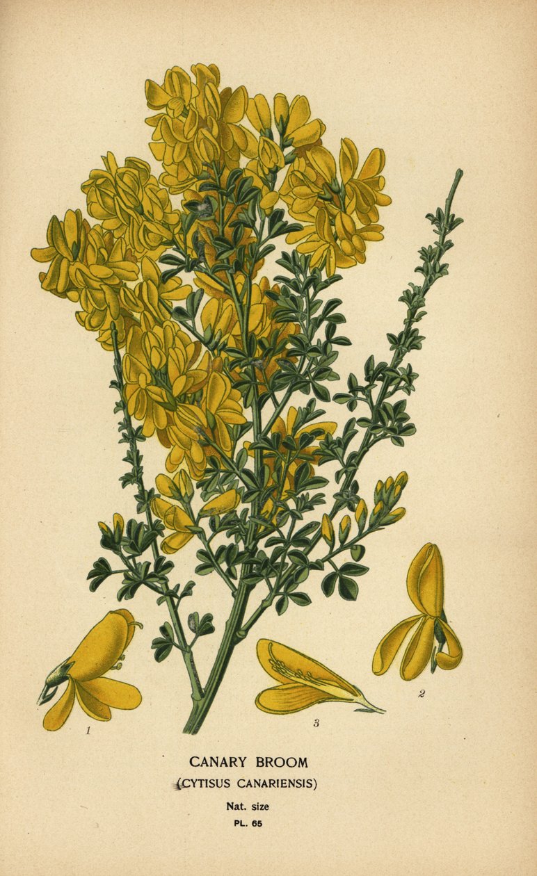 金丝雀扫帚，Genista canariensis。 作者 Desire Georges Jean Marie Bois