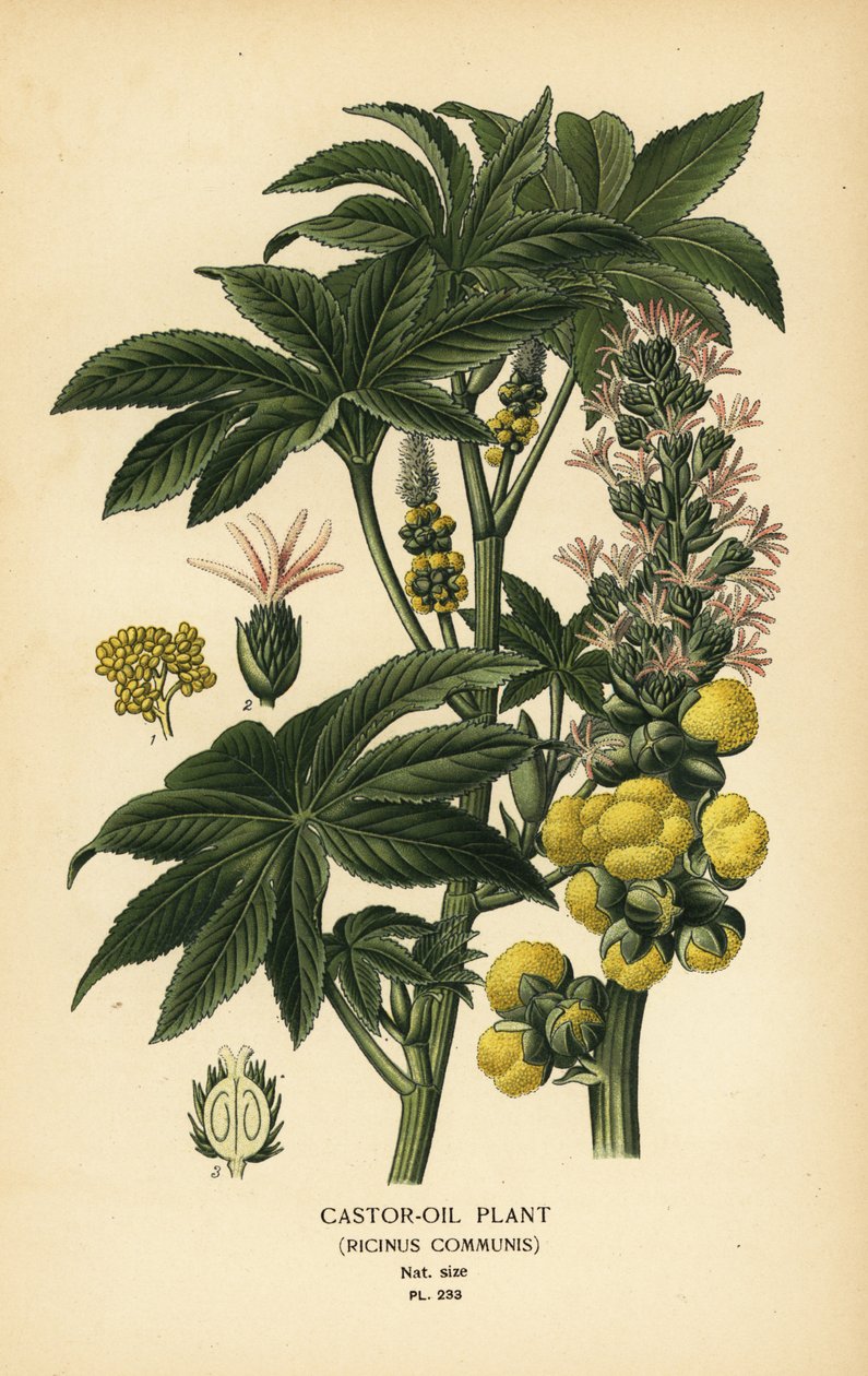 蓖麻属植物。根据 Desire Bois 的插图绘制的变色版画，选自 Edward Step 的《花园和温室中最受欢迎的花》，Frederick Warne 出版社，伦敦 作者 Desire Georges Jean Marie Bois