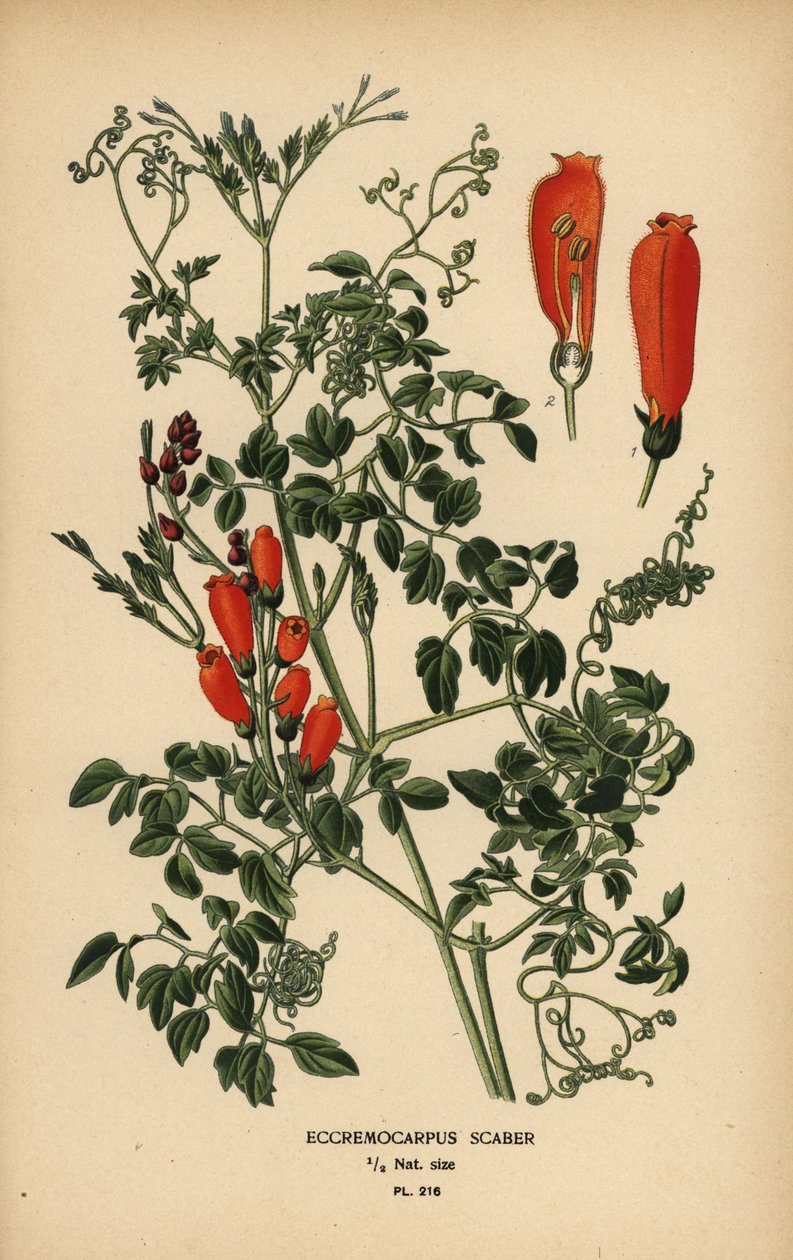 智利荣花，Eccremocarpus scaber。 作者 Desire Georges Jean Marie Bois