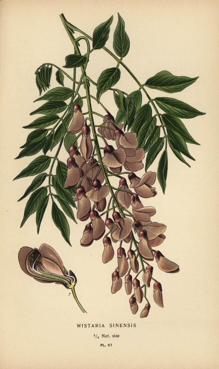 中国紫藤，Wisteria sinensis。 作者 Desire Georges Jean Marie Bois