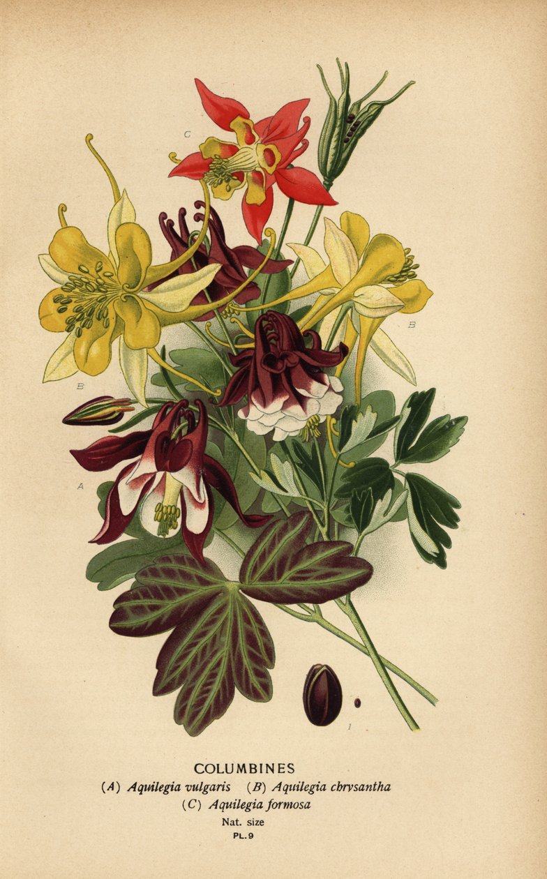 哥伦布，Aquilegia 种。 作者 Desire Georges Jean Marie Bois