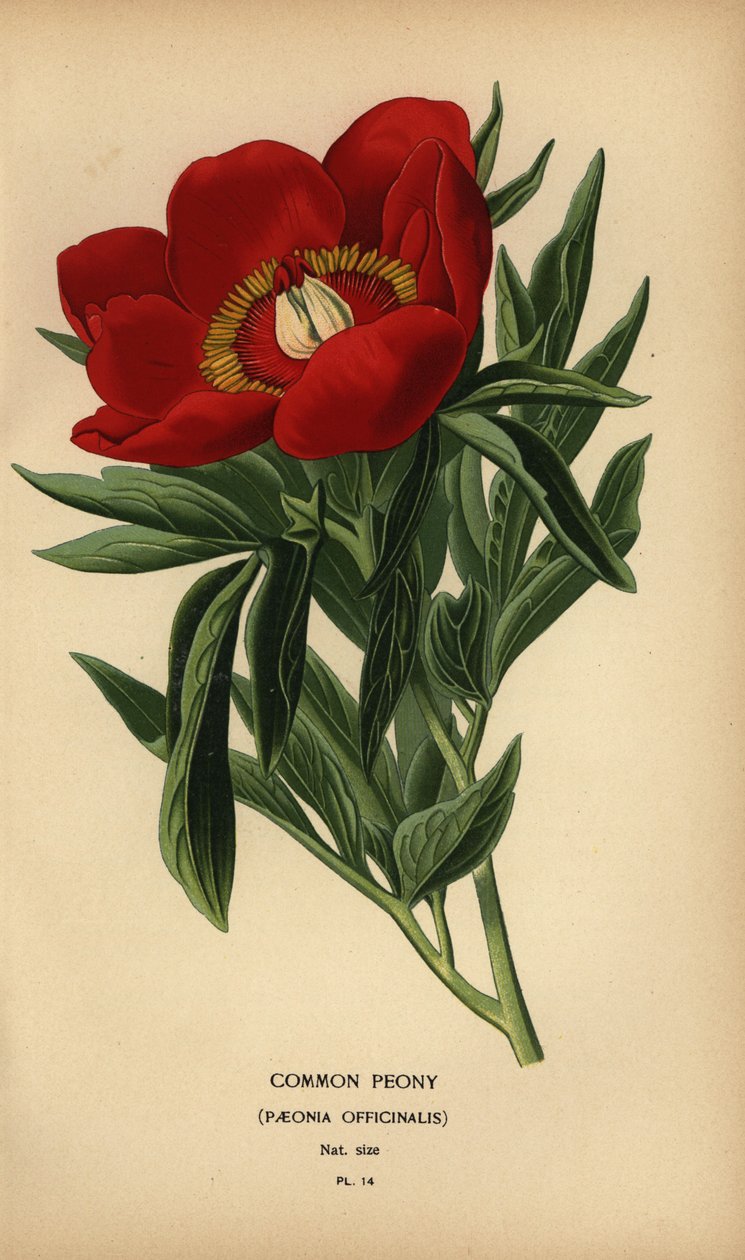 普通牡丹，Paeonia officinalis。 作者 Desire Georges Jean Marie Bois