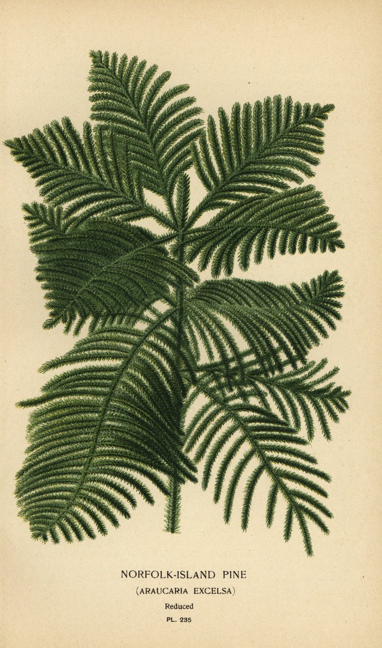 库克松、南洋杉。 （诺福克岛松，Araucaria excelsa）。 彩色平版印刷，出自 Desire Bois 的插图，出自爱德华·斯特普 (Edward Step) 最喜欢的花园和温室花卉，弗雷德里克·沃恩 (Frederick Warne)，伦敦 作者 Desire Georges Jean Marie Bois