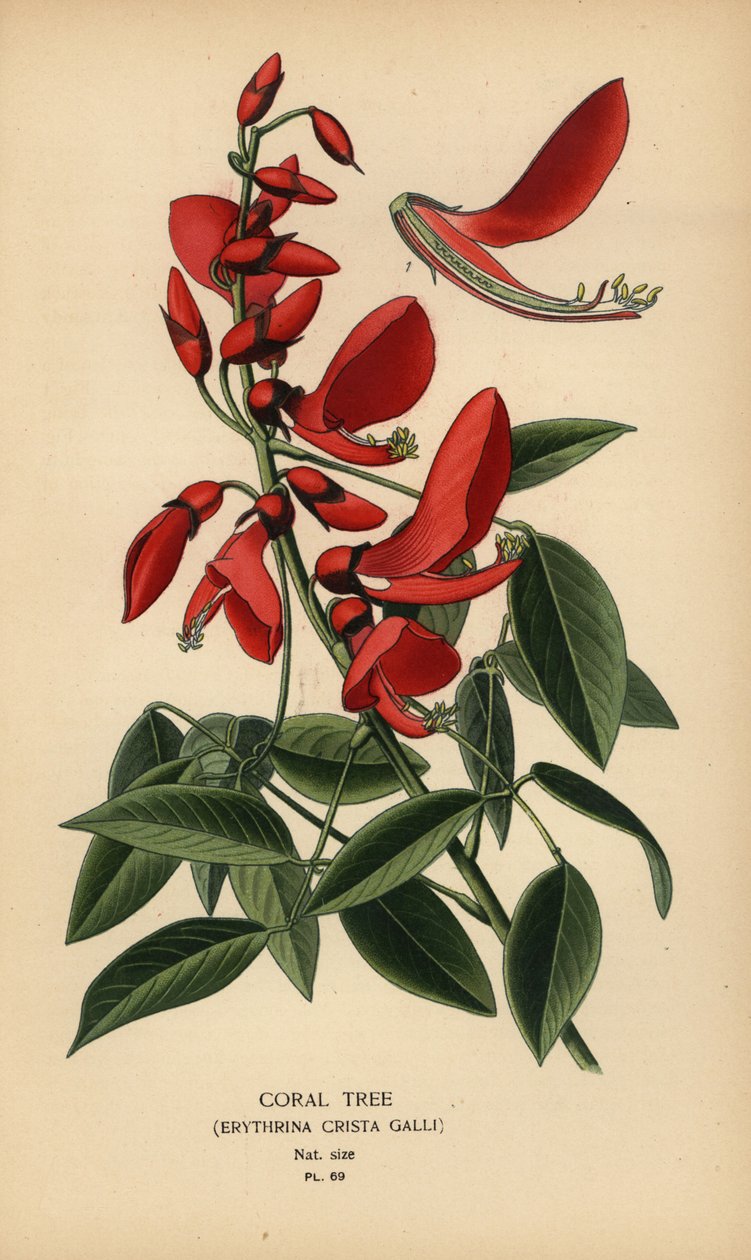 珊瑚树，Erythrina crista-galli。 作者 Desire Georges Jean Marie Bois