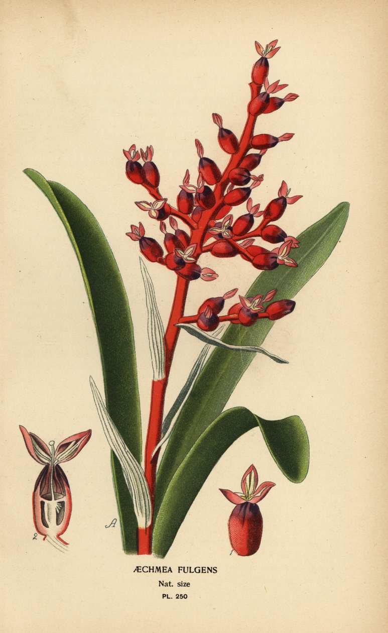 珊瑚果，Aechmea fulgens。根据 Desire Bois 的插图绘制的铬版画，选自 Edward Step 的《花园和温室中最受欢迎的花》，伦敦 Frederick Warne 出版社。 作者 Desire Georges Jean Marie Bois