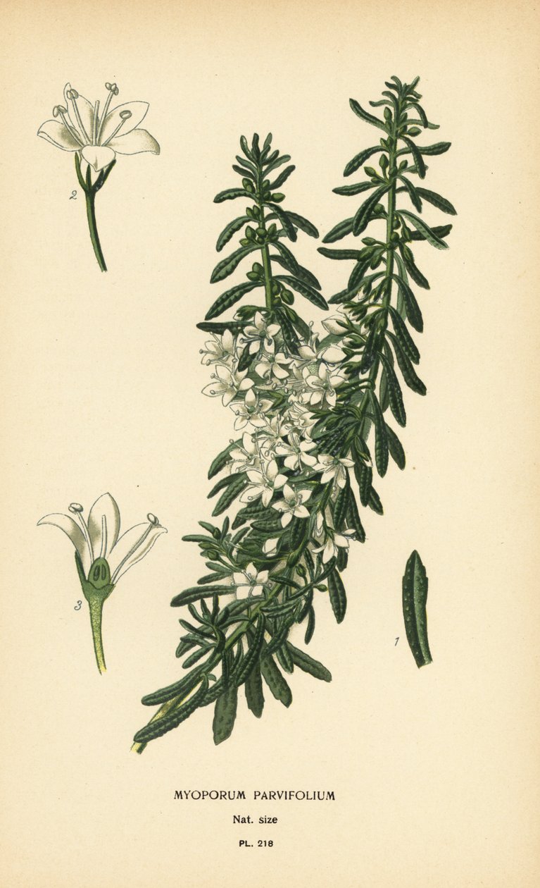 Creeping boobialla，Myoporum parvifolium。根据 Desire Bois 的插图绘制的变色版画，选自 Edward Step 的《花园和温室中最受欢迎的花》，Frederick Warne 出版社，伦敦 作者 Desire Georges Jean Marie Bois
