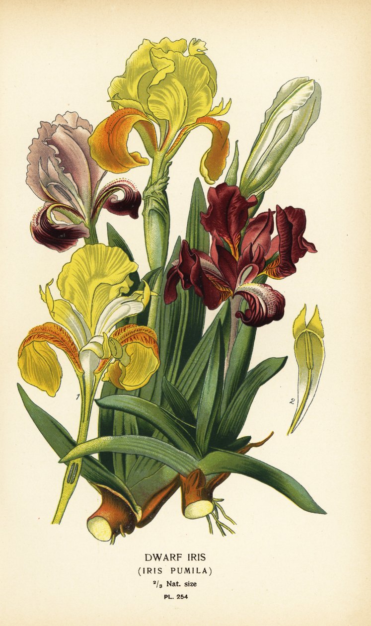 矮鸢尾，Iris pumila。根据 Desire Bois 的插图绘制的变色版画，选自 Edward Step 的《花园和温室中最受欢迎的花》，Frederick Warne 出版社，伦敦 作者 Desire Georges Jean Marie Bois