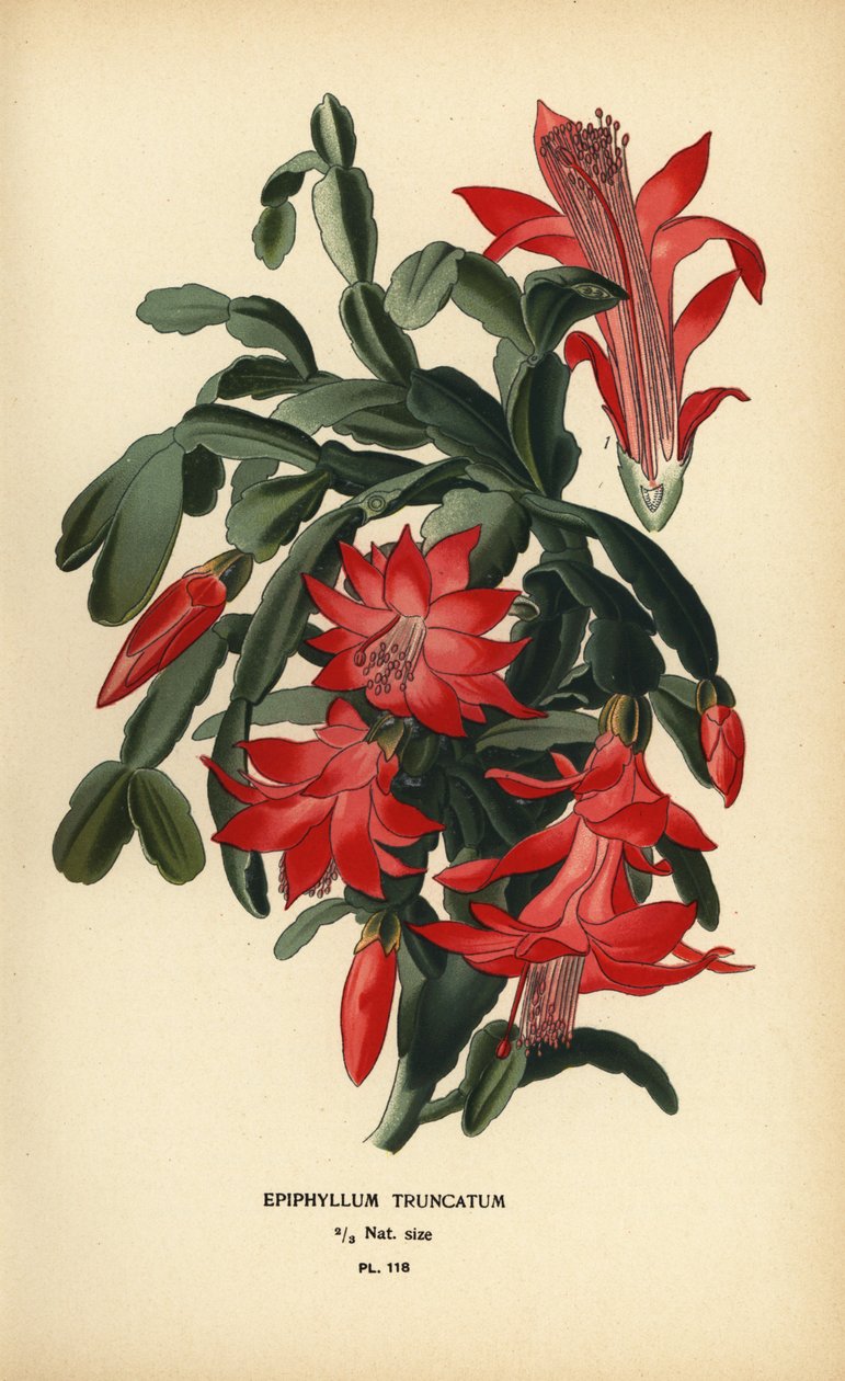 假圣诞仙人掌，Schlumbergera truncata。 作者 Desire Georges Jean Marie Bois