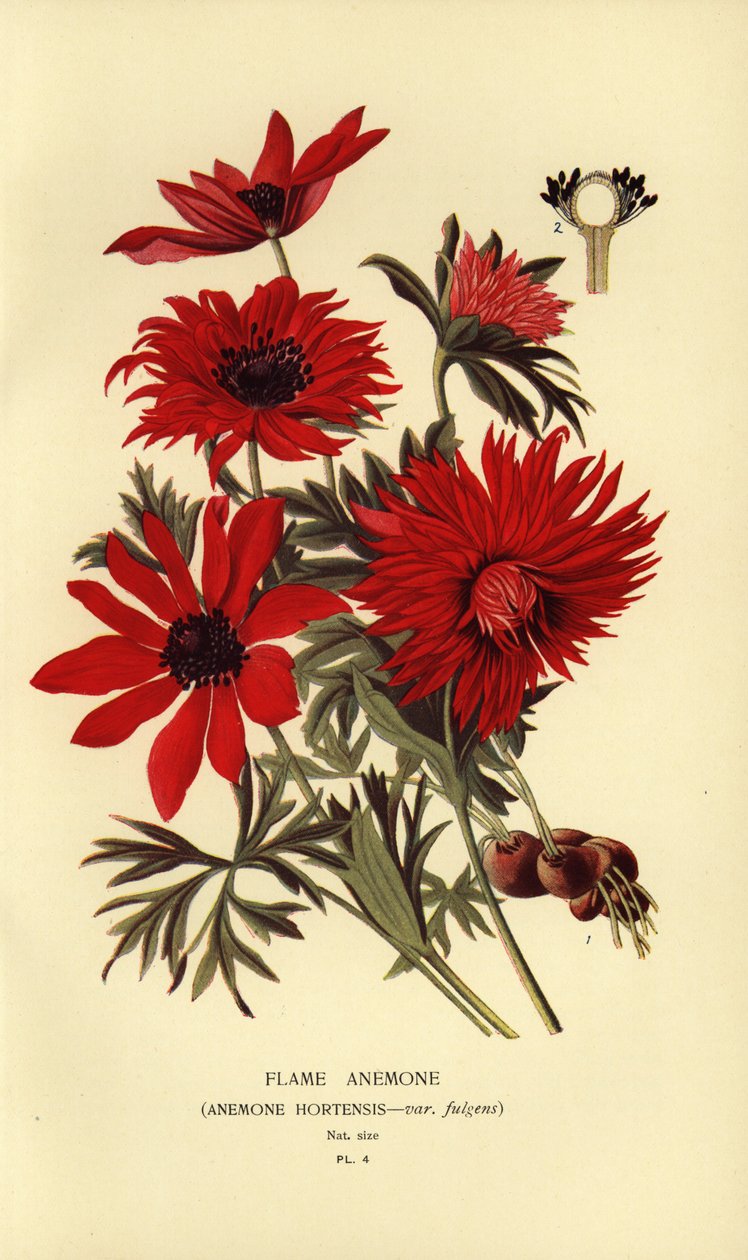 火焰海葵（Anemone hortensis）。 作者 Desire Georges Jean Marie Bois
