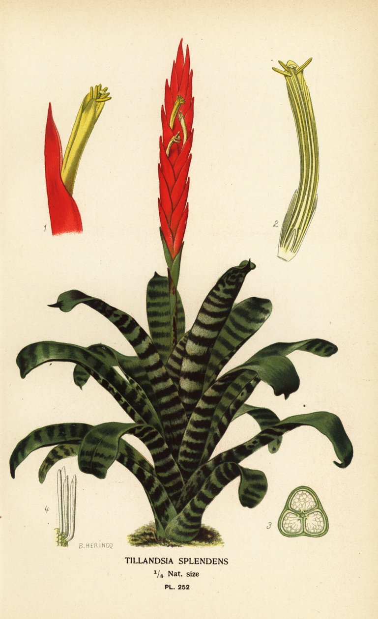 火焰剑，Vriesea splendens (Tillandsia splendens)。由 B. Herincq 根据 Edward Step 的《花园和温室中最受欢迎的花卉》中的插图绘制的铬版画，弗雷德里克-沃恩，伦敦 作者 Desire Georges Jean Marie Bois