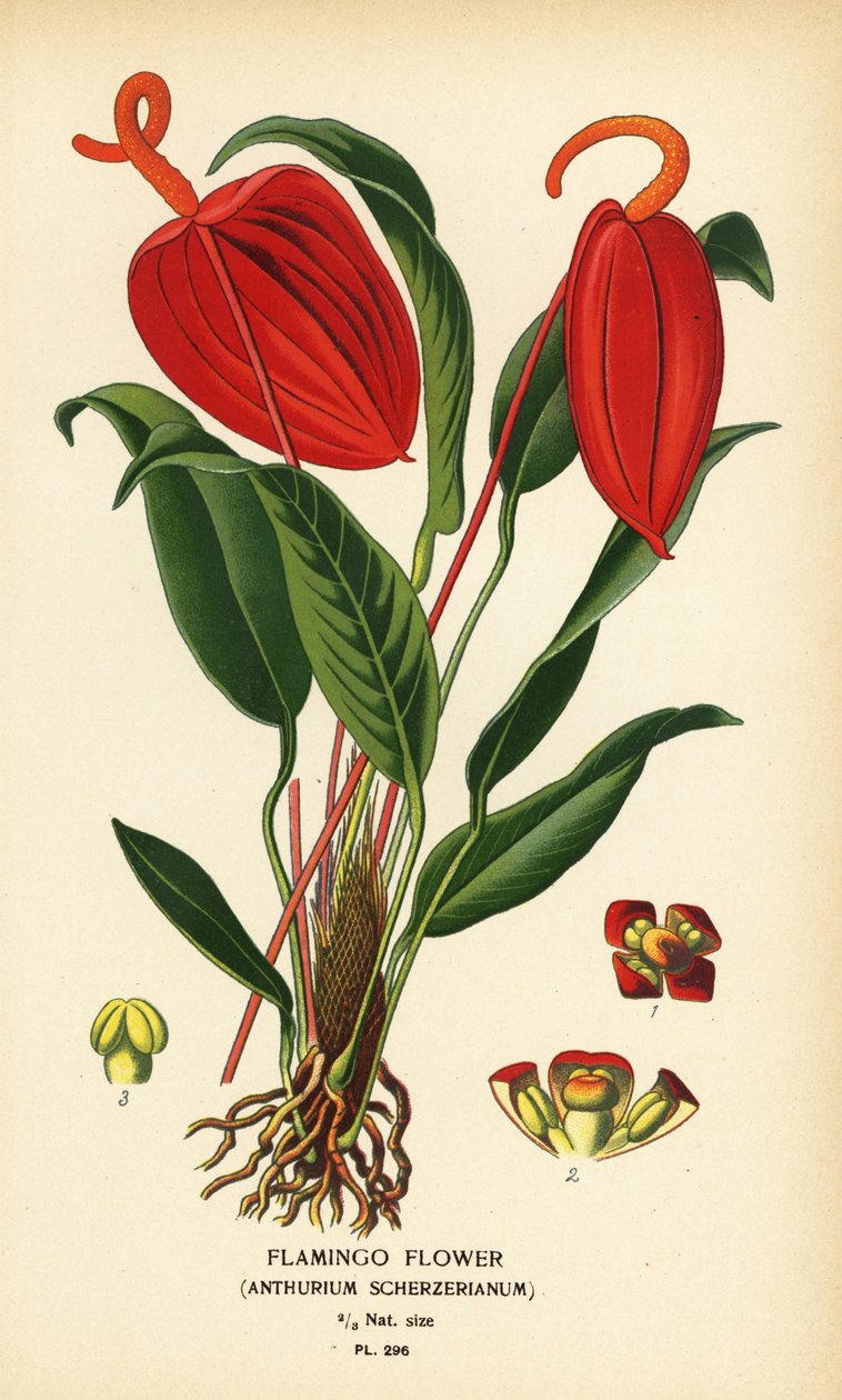 火烈鸟花，Anthurium scherzerianum。根据 Desire Bois 的插图绘制的铬版画，选自 Edward Step 的《花园和温室中最受欢迎的花》，Frederick Warne 出版社，伦敦 作者 Desire Georges Jean Marie Bois