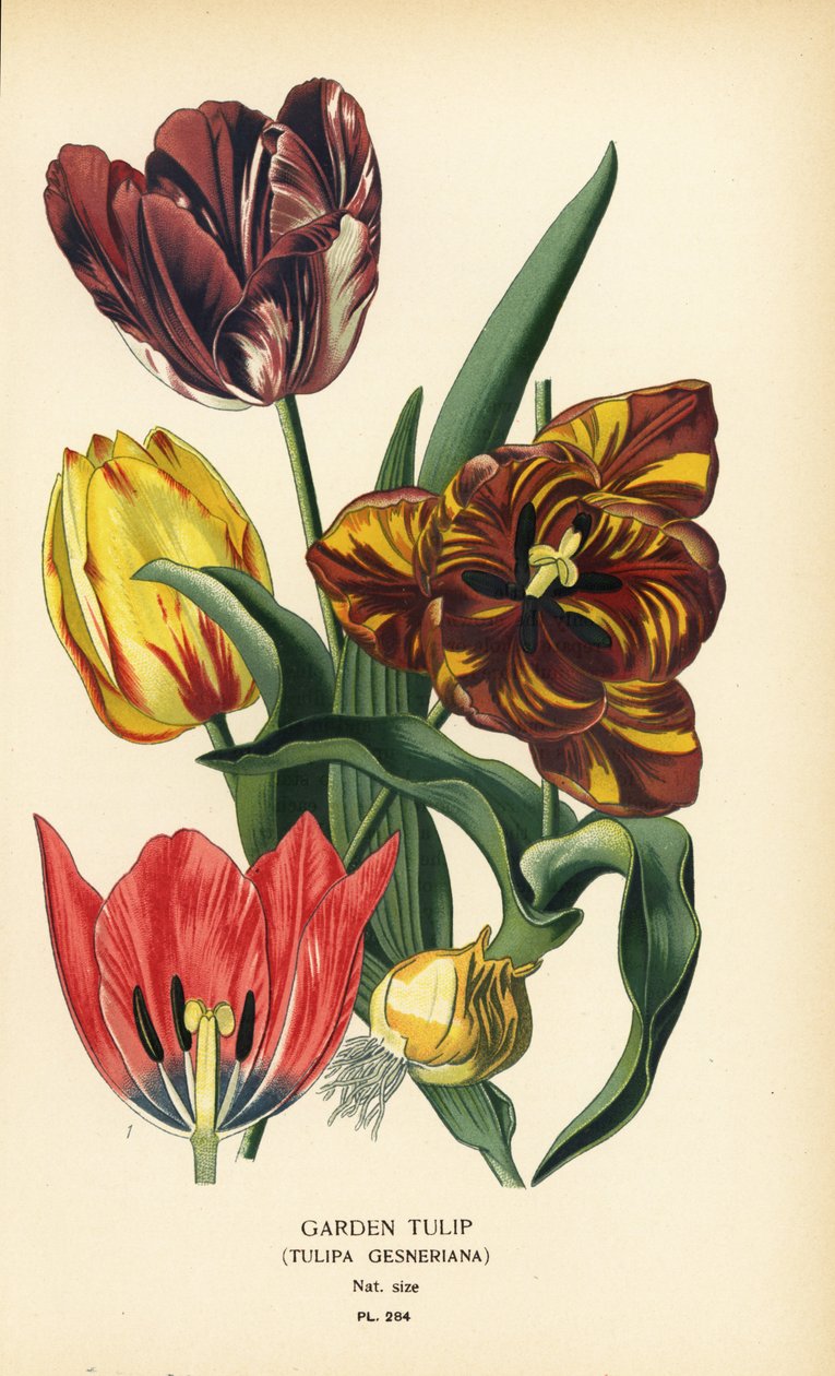 花园郁金香，Tulipa gesneriana。根据 Desire Bois 的插图绘制的铬版画，选自 Edward Step 的《花园和温室中最受欢迎的花》，Frederick Warne 出版社，伦敦 作者 Desire Georges Jean Marie Bois