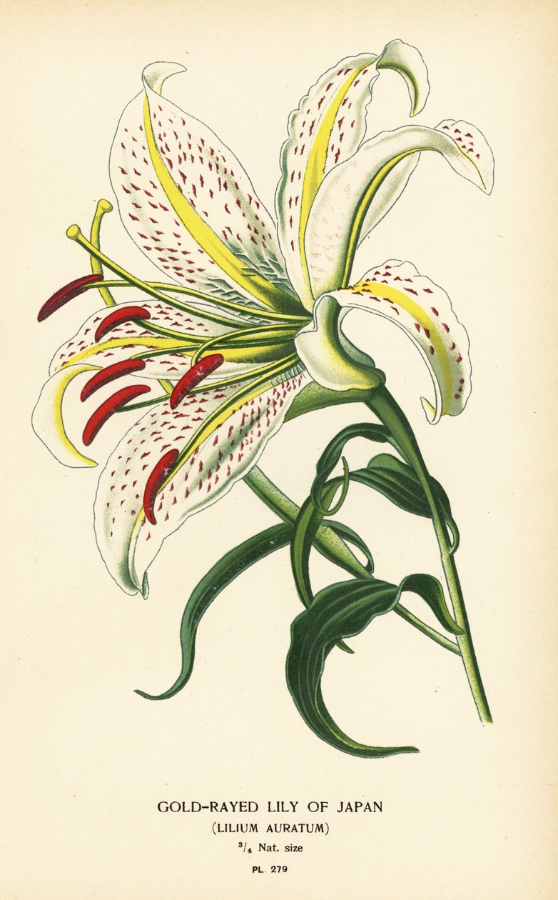 日本的金光百合或 yamayuri、Lilium auratum。 彩色平版印刷，出自 Desire Bois 的插图，出自爱德华·斯特普 (Edward Step) 最喜欢的花园和温室花卉，弗雷德里克·沃恩 (Frederick Warne)，伦敦 作者 Desire Georges Jean Marie Bois