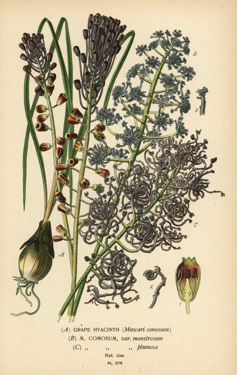 葡萄风信子，Leopoldia comosa（Muscari comosum，var.monstrosum，var.plumosa）。 彩色平版印刷，出自 Desire Bois 的插图，出自爱德华·斯特普 (Edward Step) 最喜欢的花园和温室花卉，弗雷德里克·沃恩 (Frederick Warne)，伦敦 作者 Desire Georges Jean Marie Bois