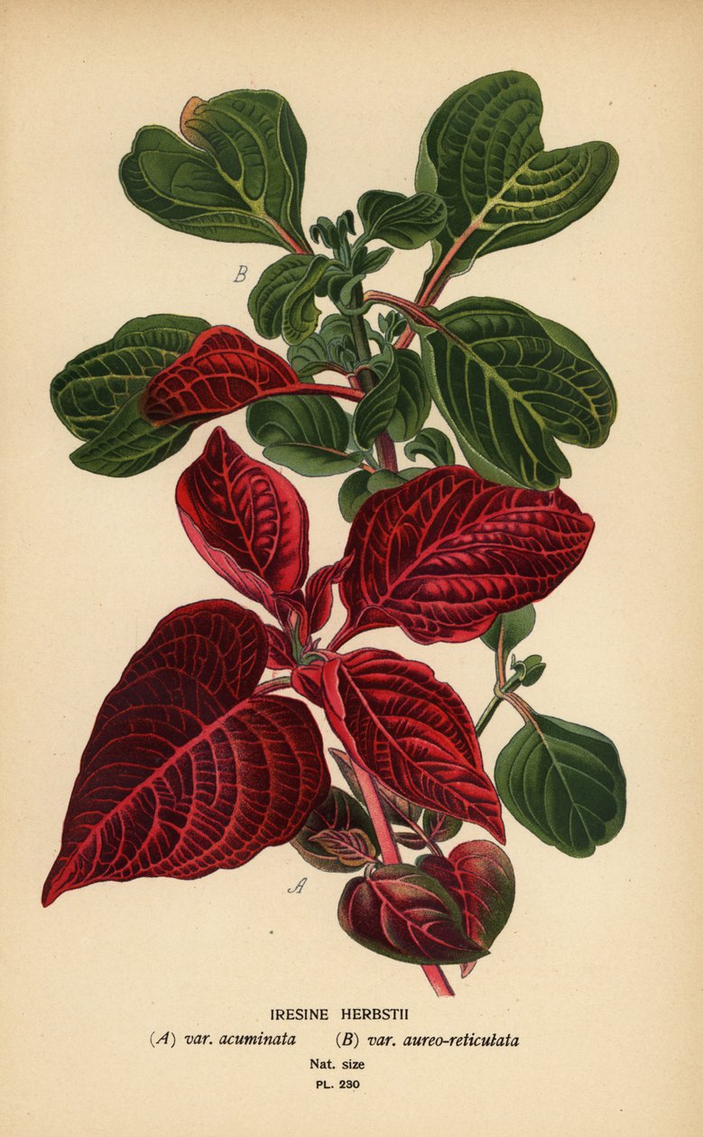 赫布斯特血叶品种，Iresine Herbstii a) var. acuminata，b）变种。 aureo-reticulata。 彩色平版印刷，出自 Desire Bois 的插图，出自爱德华·斯特普 (Edward Step) 最喜欢的花园和温室花卉，弗雷德里克·沃恩 (Frederick Warne)，伦敦 作者 Desire Georges Jean Marie Bois