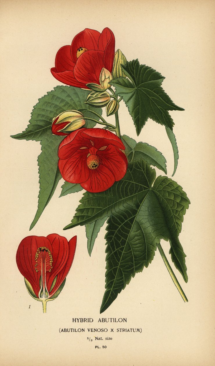 Hybrid abutilon, Abutilon pictum. 作者 Desire Georges Jean Marie Bois