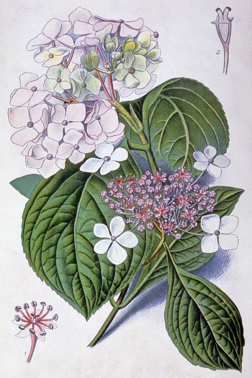 绣球花，20 世纪初（插图） 作者 Desire Georges Jean Marie Bois