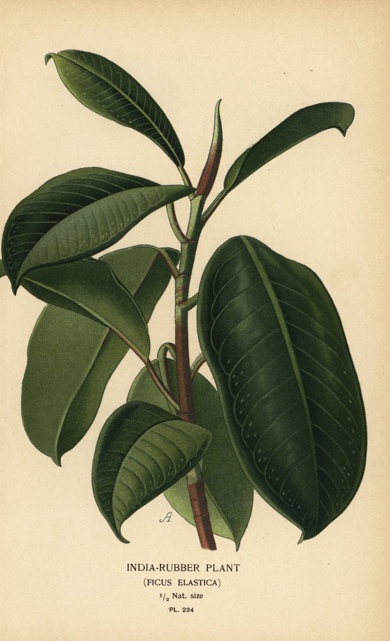 印度橡胶植物，Ficus elastica。 彩色平版印刷，出自 Desire Bois 的插图，出自爱德华·斯特普 (Edward Step) 最喜欢的花园和温室花卉，弗雷德里克·沃恩 (Frederick Warne)，伦敦 作者 Desire Georges Jean Marie Bois