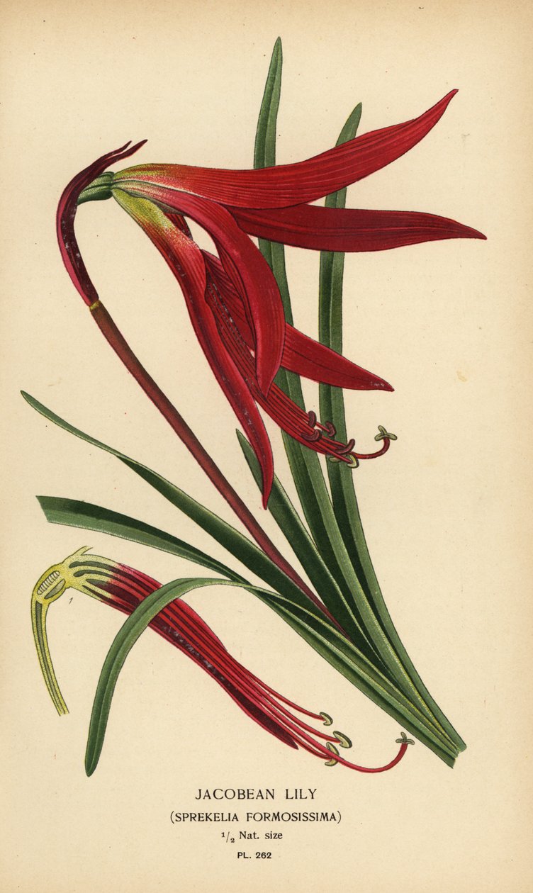 詹姆士百合，Sprekelia forsissima。 彩色平版印刷，出自 Desire Bois 的插图，出自爱德华·斯特普 (Edward Step) 最喜欢的花园和温室花卉，弗雷德里克·沃恩 (Frederick Warne)，伦敦 作者 Desire Georges Jean Marie Bois