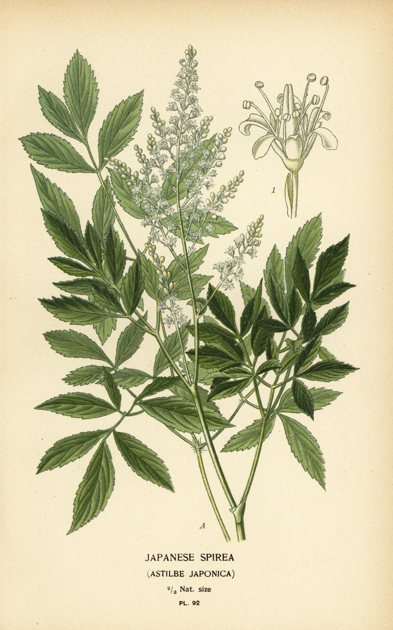 日本刺玫，Astilbe japonica。 作者 Desire Georges Jean Marie Bois