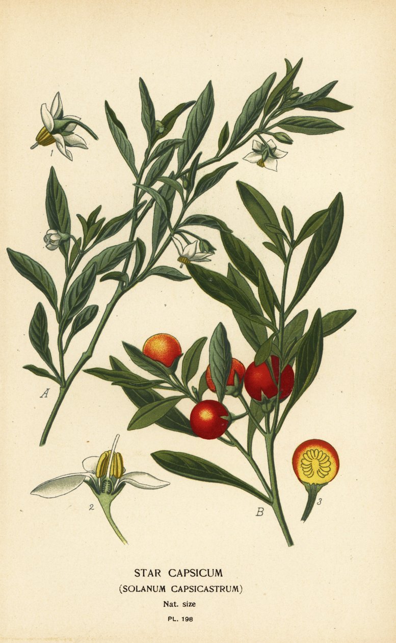 耶路撒冷樱桃，Solanum pseudocapsicum var. 作者 Desire Georges Jean Marie Bois