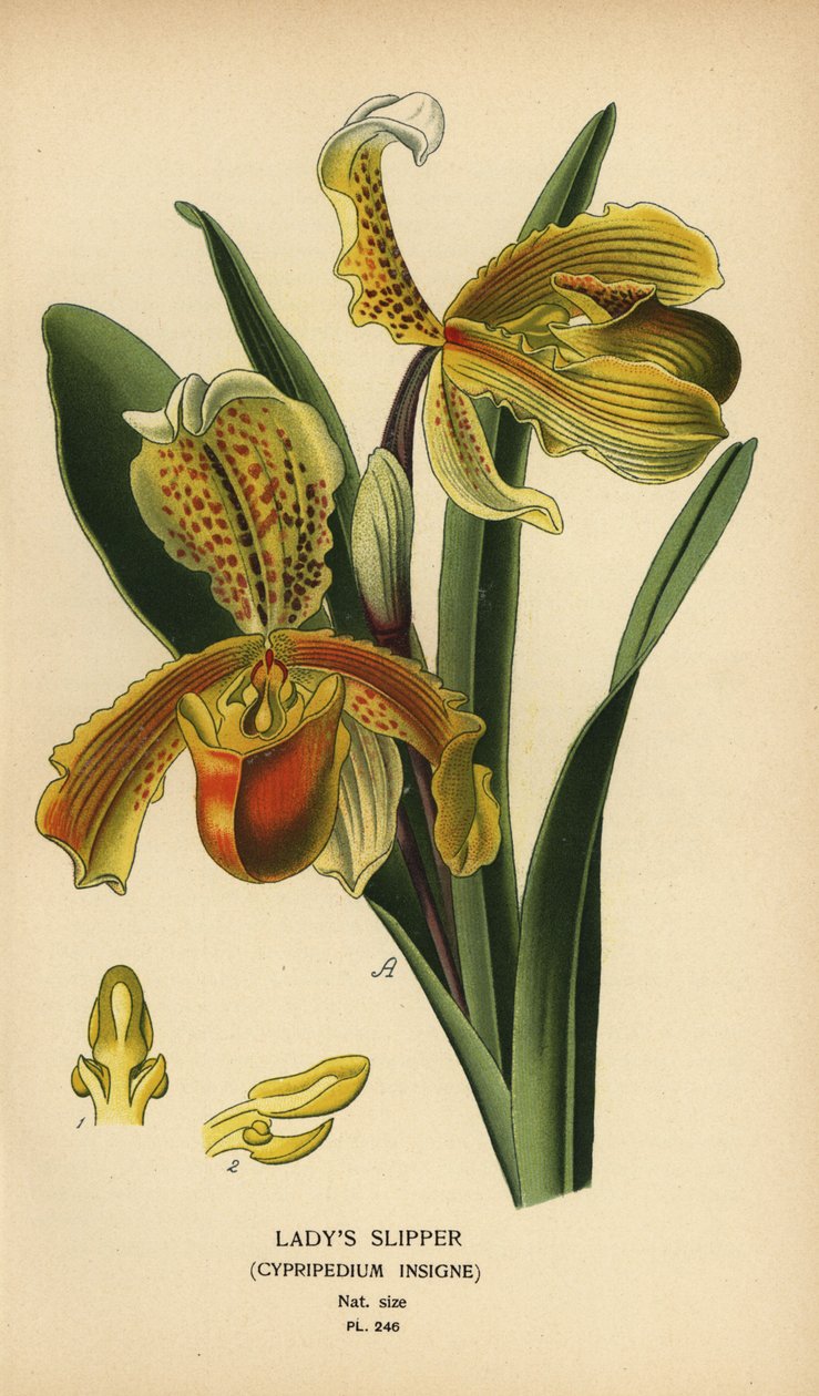 女士拖鞋兰，Paphiopedilum insigne（Cypripedium insigne）。由 Desire Bois 根据 Edward Step 的《花园和温室中最受欢迎的花卉》中的插图绘制的变色版画，弗雷德里克-沃恩，伦敦 作者 Desire Georges Jean Marie Bois