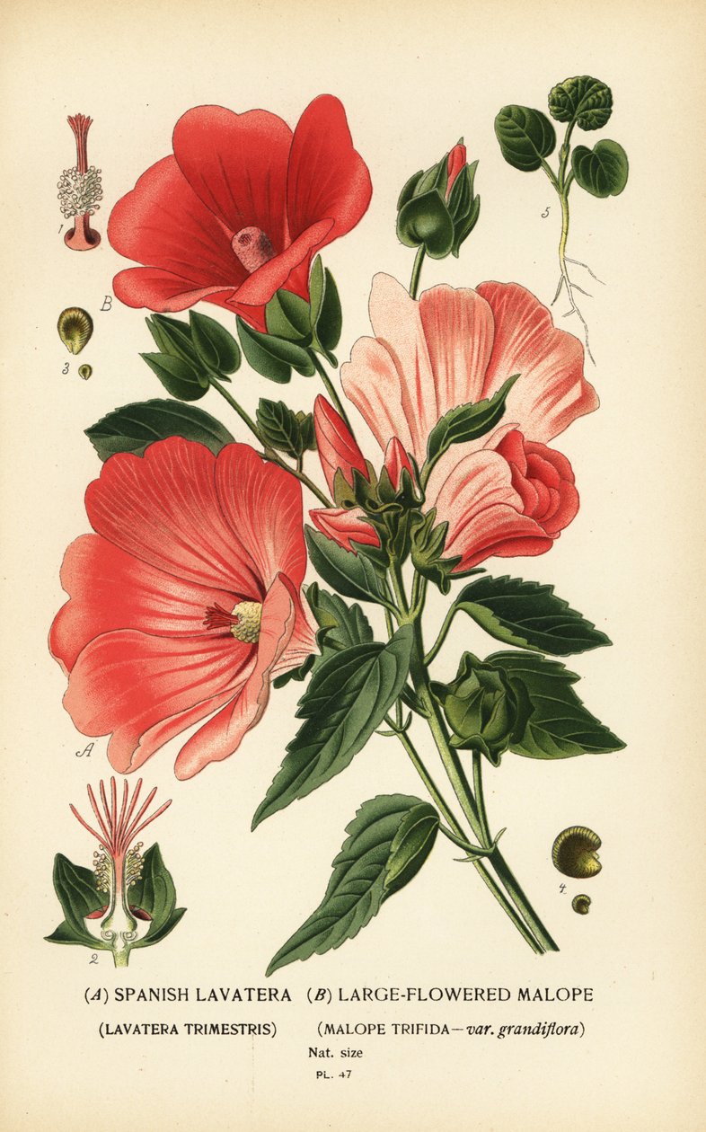 Lavatera trimestris 和 Malope trifida。 作者 Desire Georges Jean Marie Bois