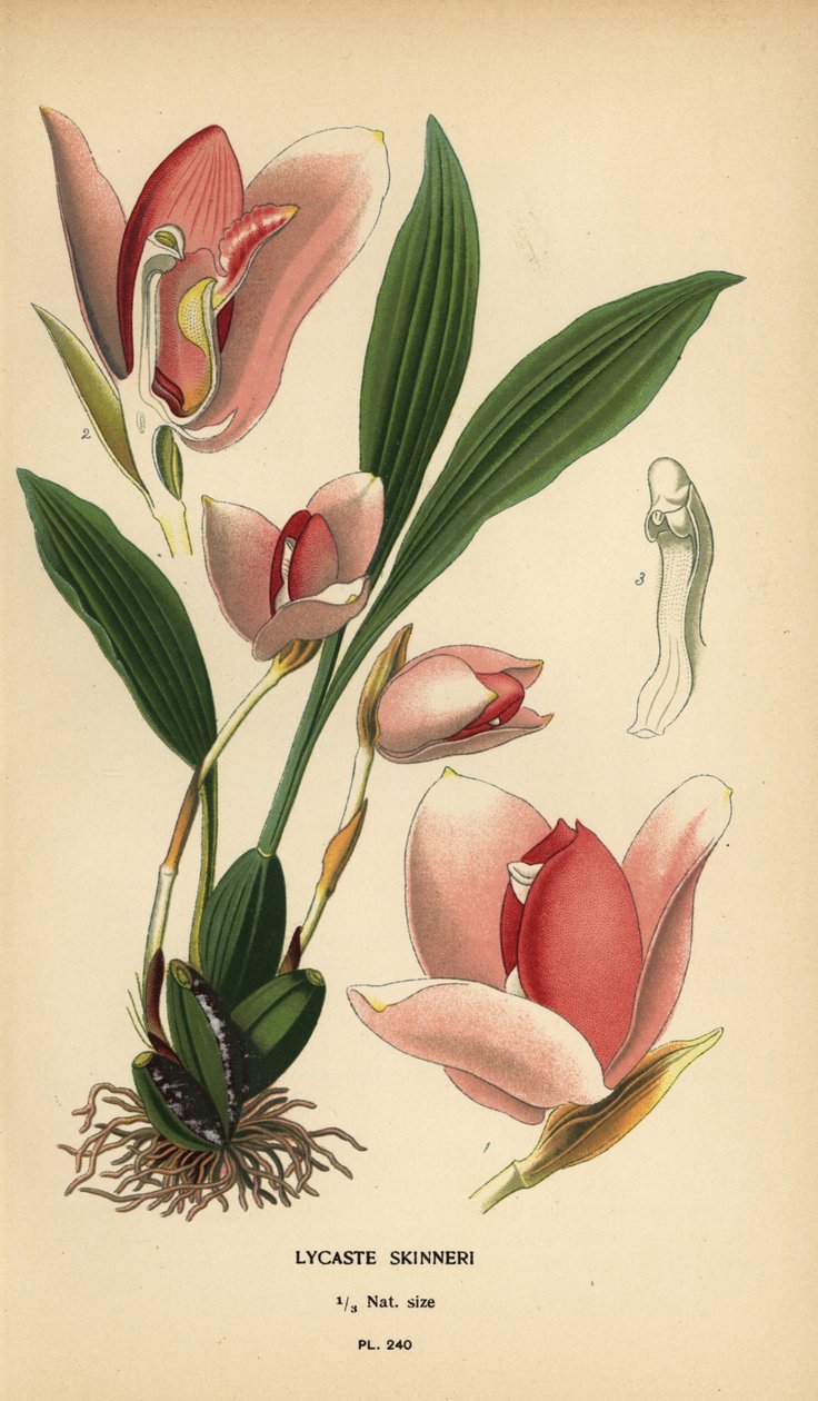 荔枝兰（Lycaste virginalis orchid）。根据 Desire Bois 的插图绘制的色石版画，选自 Edward Step 的《花园和温室中最受欢迎的花》，弗雷德里克-沃恩，伦敦 作者 Desire Georges Jean Marie Bois