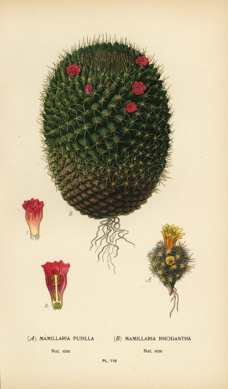 Mammillaria prolifera 和 Mammillaria rhodantha。 作者 Desire Georges Jean Marie Bois