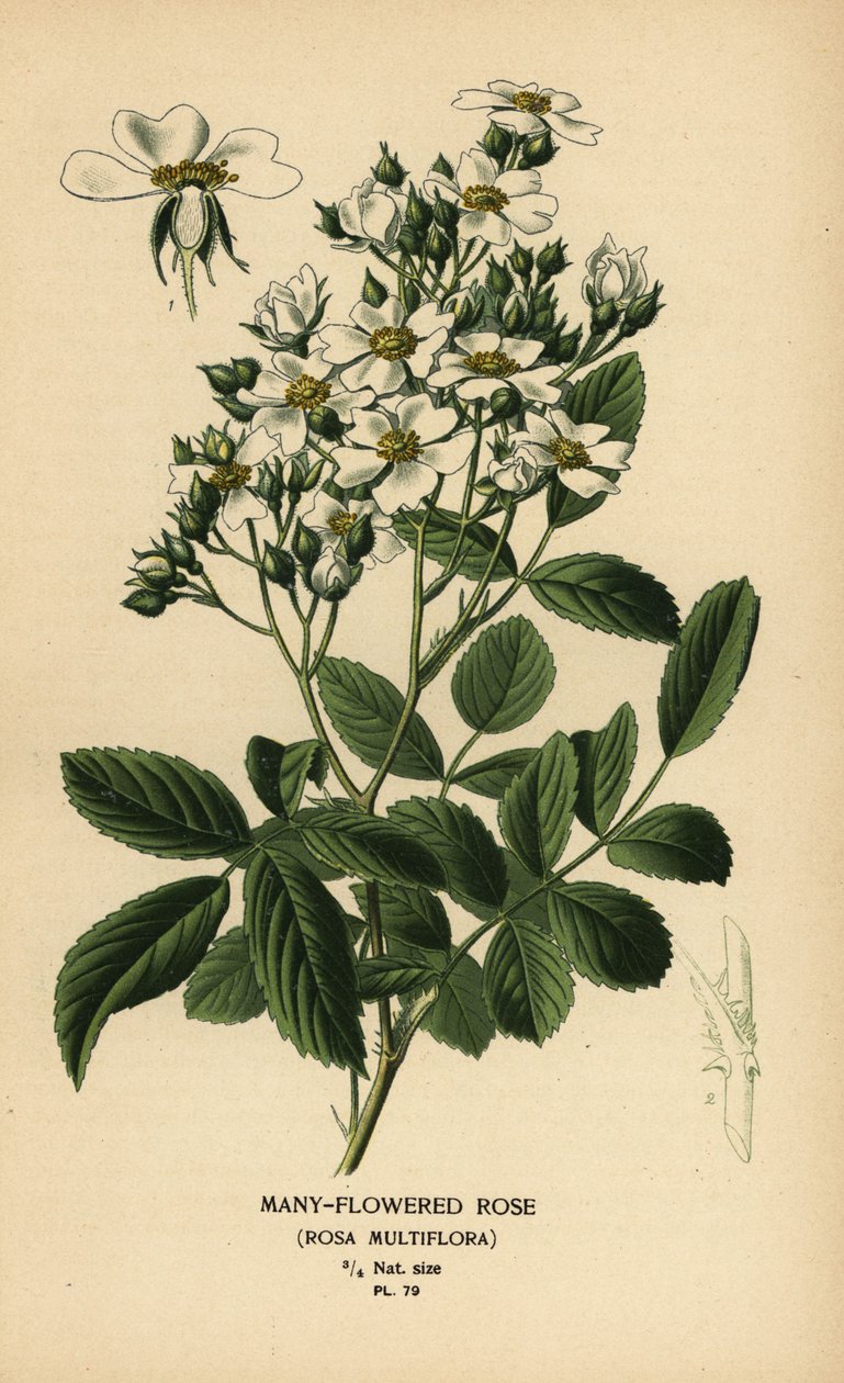 多花蔷薇，Rosa multiflora。 作者 Desire Georges Jean Marie Bois