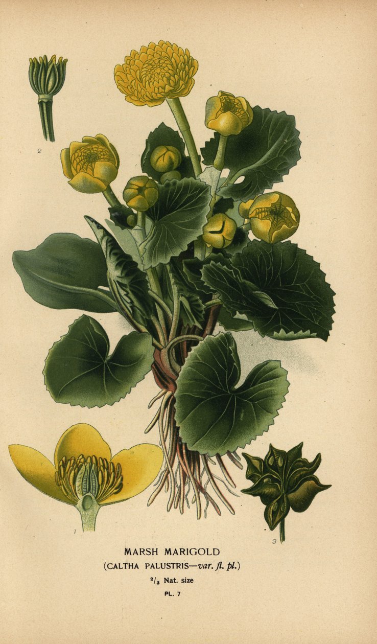 沼泽万寿菊（Caltha palustris）。 作者 Desire Georges Jean Marie Bois