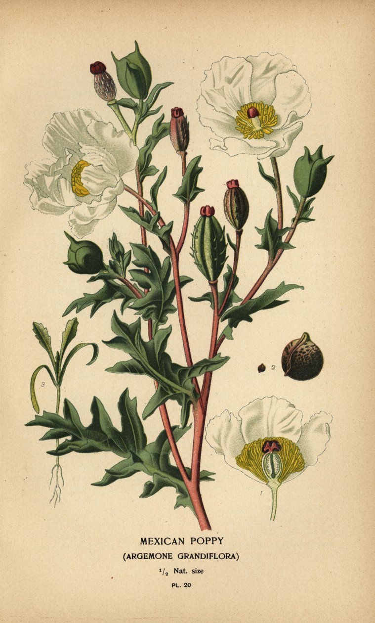 墨西哥罂粟，Argemone grandiflora。 作者 Desire Georges Jean Marie Bois