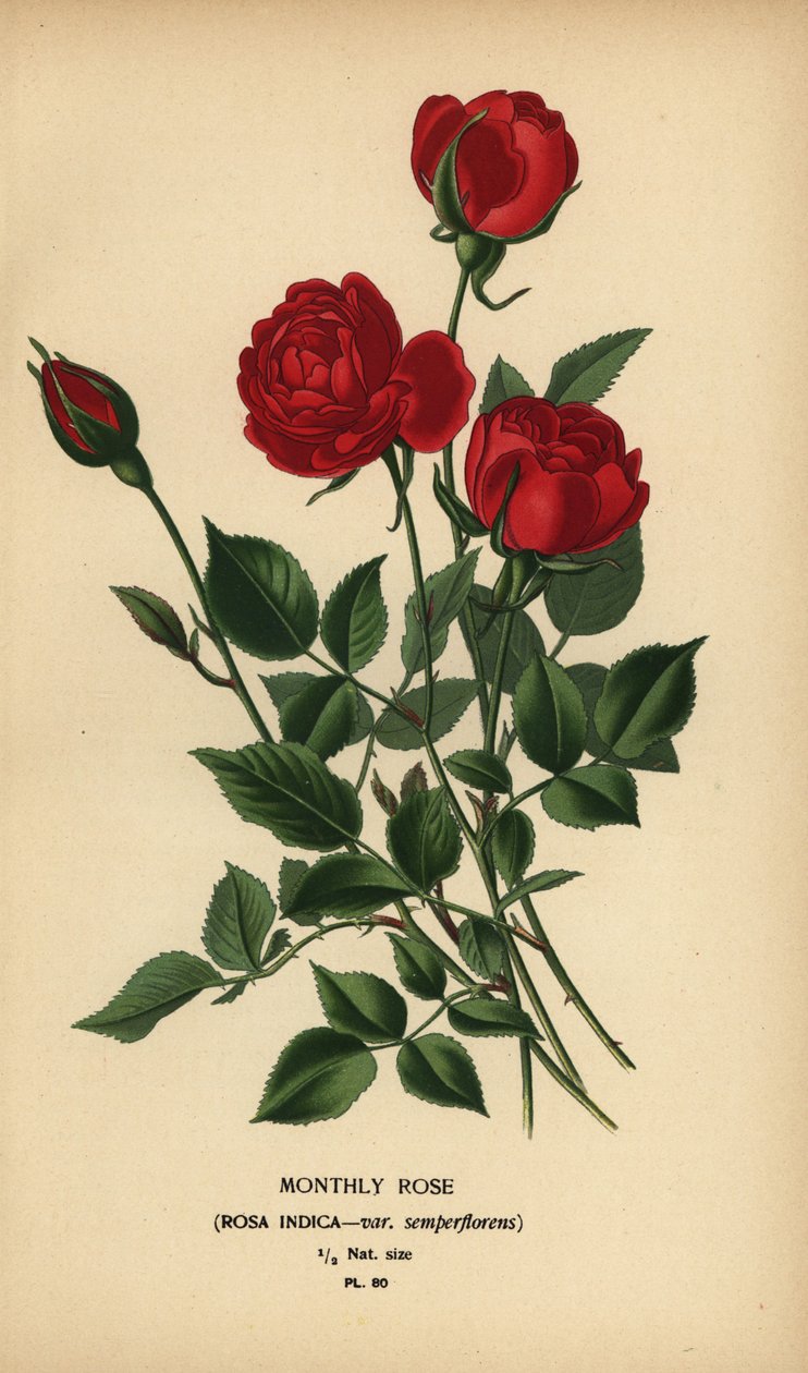 月季，Rosa chinensis var. 作者 Desire Georges Jean Marie Bois