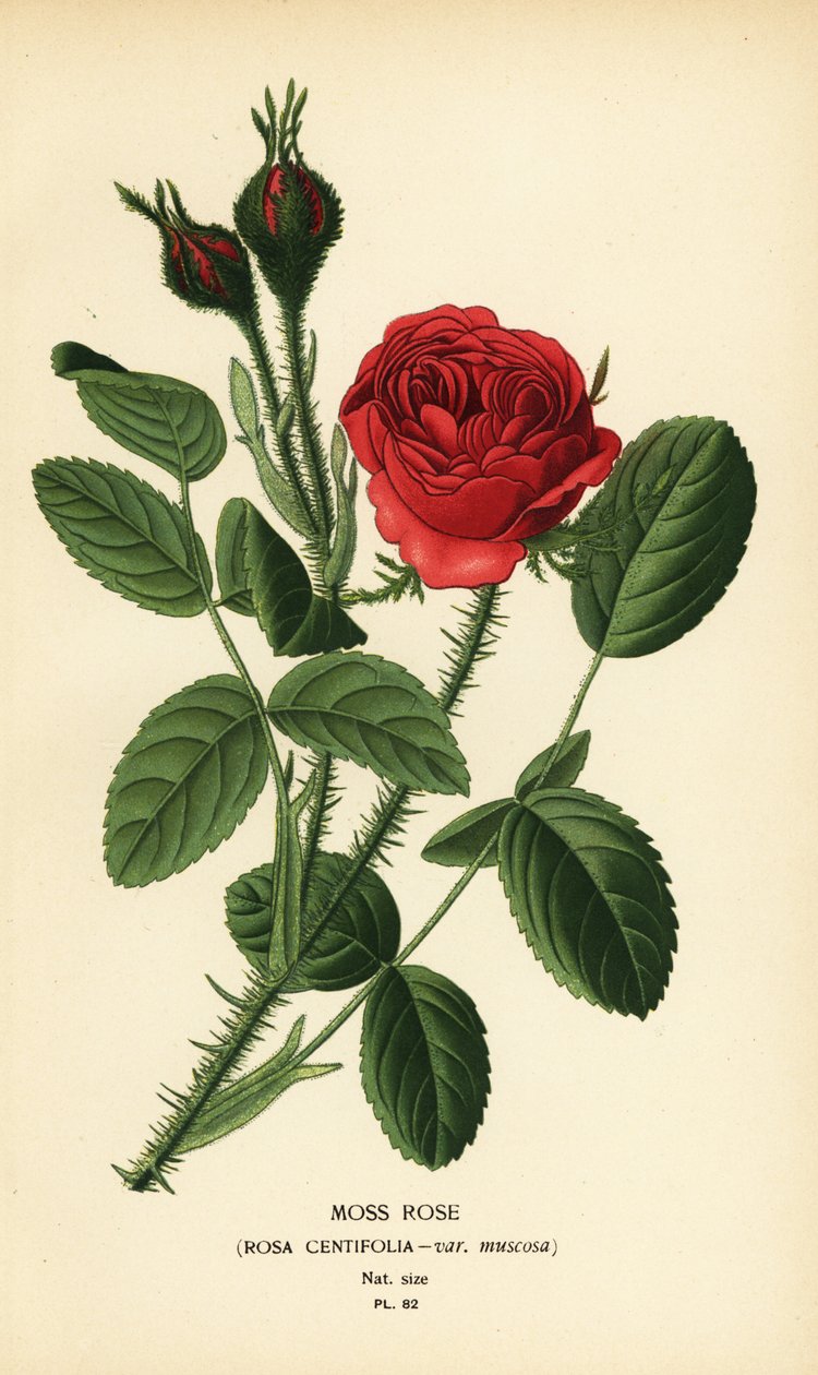 苔藓玫瑰，Rosa centifolia var. 作者 Desire Georges Jean Marie Bois