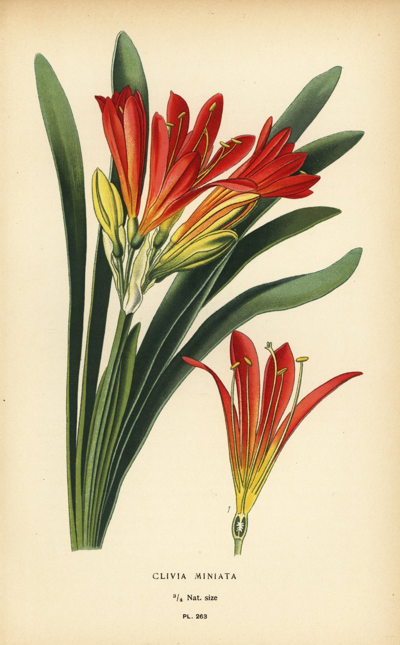 纳塔尔百合或灌木百合，Clivia miniata。根据 Desire Bois 的插图绘制的铬版画，选自 Edward Step 的《花园和温室中最受欢迎的花》，Frederick Warne 出版社，伦敦 作者 Desire Georges Jean Marie Bois