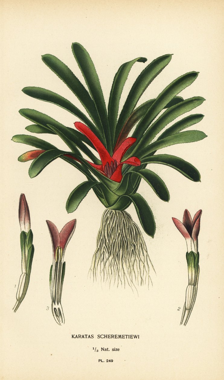 Nidularium scheremetiewii (Karatas scheremetiewi)。 彩色平版印刷，出自 Desire Bois 的插图，出自爱德华·斯特普 (Edward Step) 最喜欢的花园和温室花卉，弗雷德里克·沃恩 (Frederick Warne)，伦敦 作者 Desire Georges Jean Marie Bois
