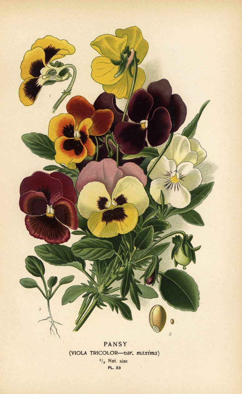 三色堇（Viola tricolor）。 作者 Desire Georges Jean Marie Bois