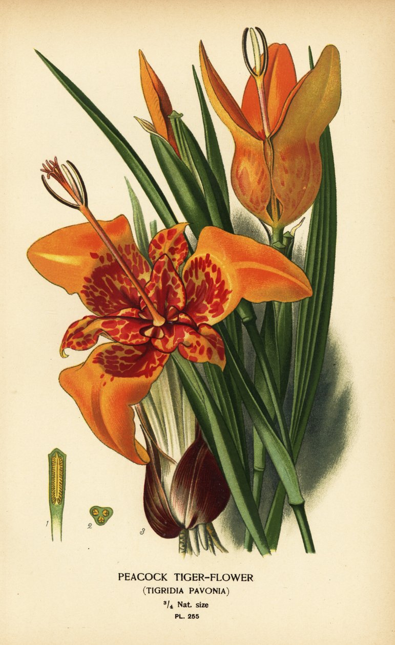 孔雀虎头花，Tigridia pavonia。根据 Desire Bois 的插图绘制的铬版画，选自 Edward Step 的《花园和温室中最受欢迎的花》，Frederick Warne 出版社，伦敦 作者 Desire Georges Jean Marie Bois