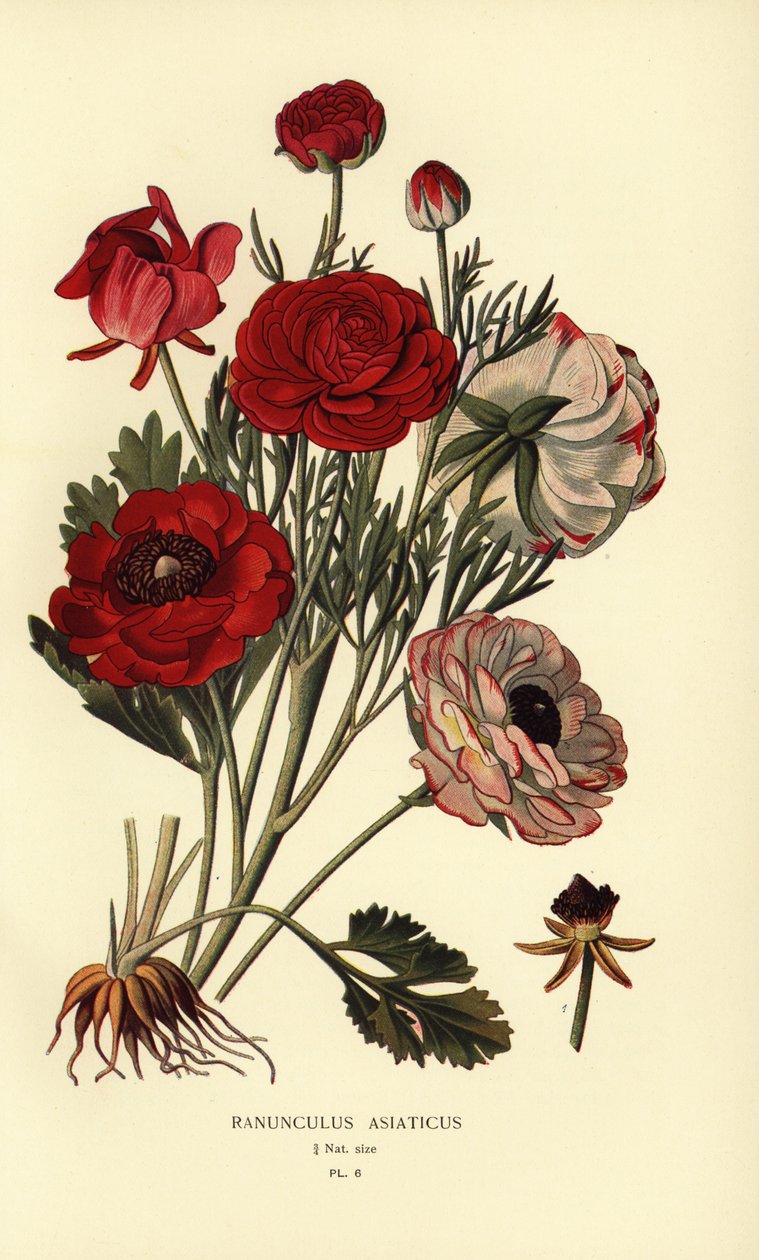 波斯毛茛，Ranunculus asiaticus。 作者 Desire Georges Jean Marie Bois