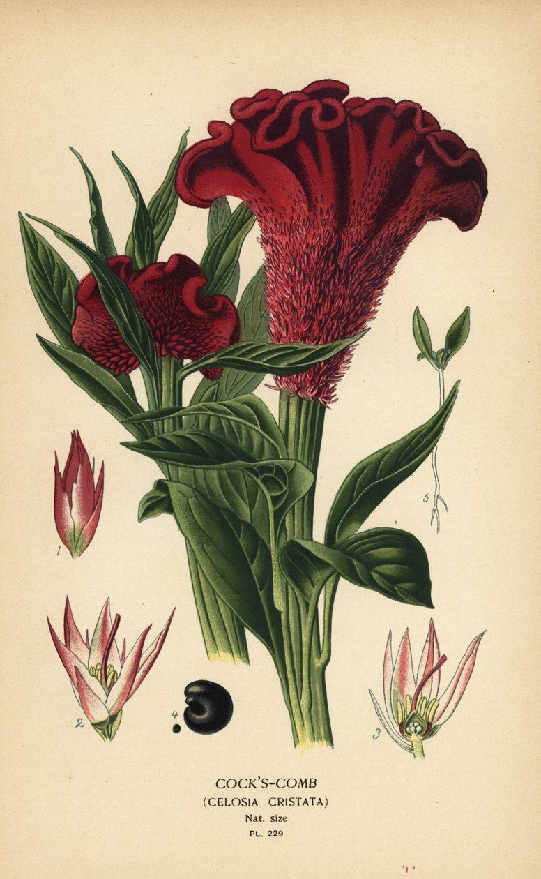 Plumed cockscomb or silver cock