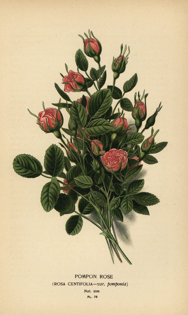 绒球玫瑰，Rosa centifolia var. 作者 Desire Georges Jean Marie Bois