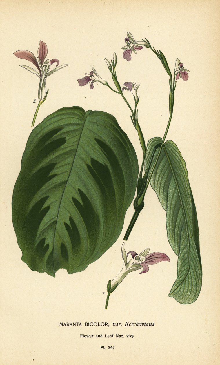 祈祷草，Maranta leuconeura (Maranta bicolor var. Kerchoviana)。由 Desire Bois 根据 Edward Step 的《花园和温室中最受欢迎的花》中的插图绘制的变色版画，弗雷德里克-沃恩，伦敦 作者 Desire Georges Jean Marie Bois