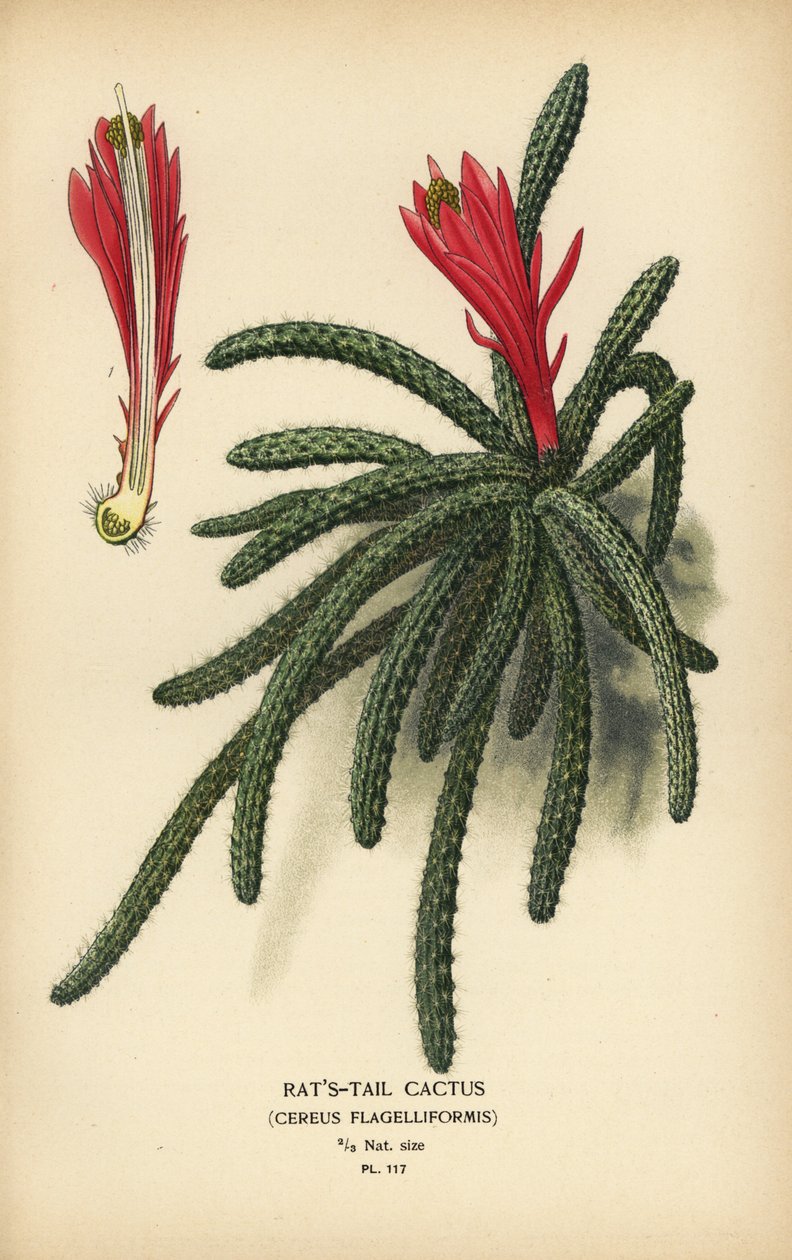 鼠尾仙人掌，Disocactus flagelliformis。 作者 Desire Georges Jean Marie Bois