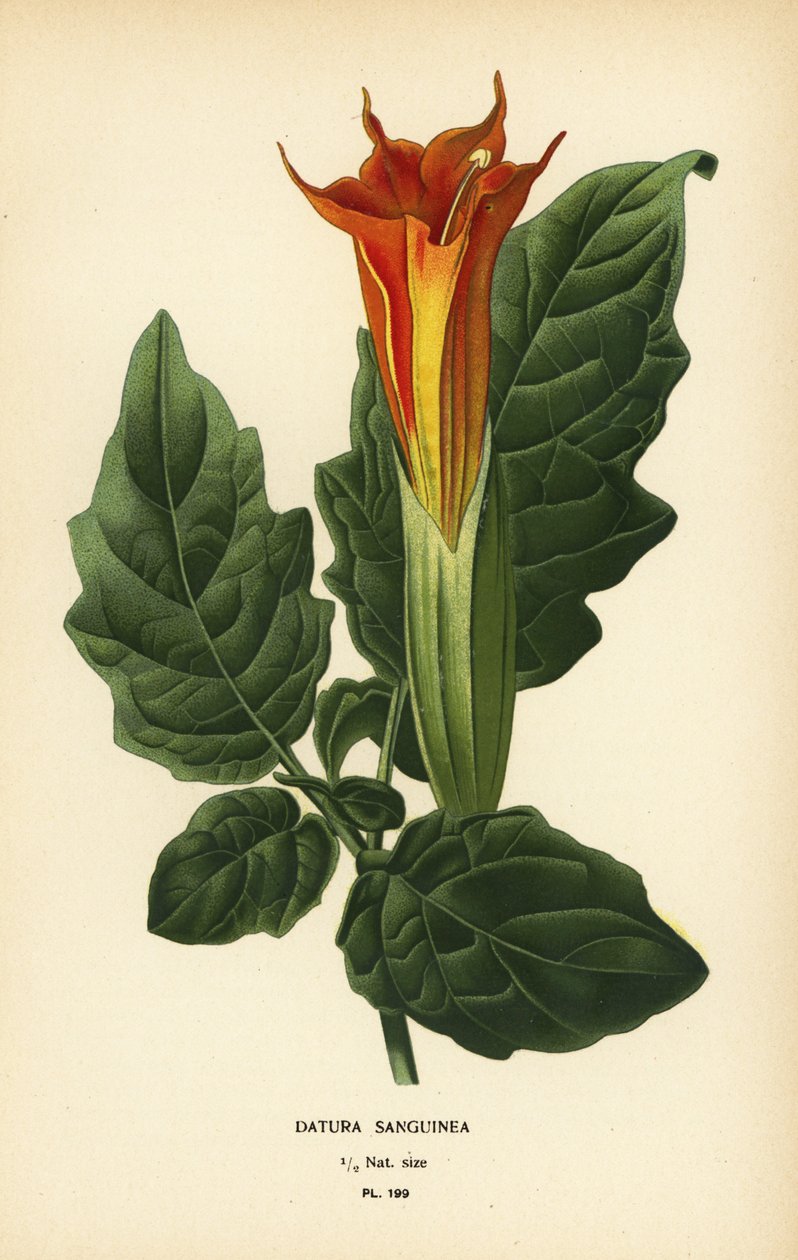 红色天使的喇叭，Brugmansia sanguinea。 灭绝了。 作者 Desire Georges Jean Marie Bois