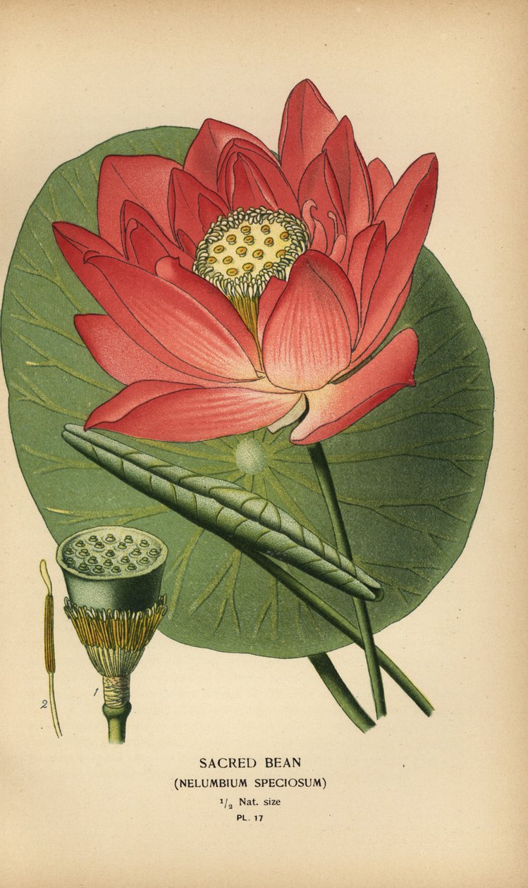 圣豆或印度莲花，Nelumbo nucifera。 作者 Desire Georges Jean Marie Bois