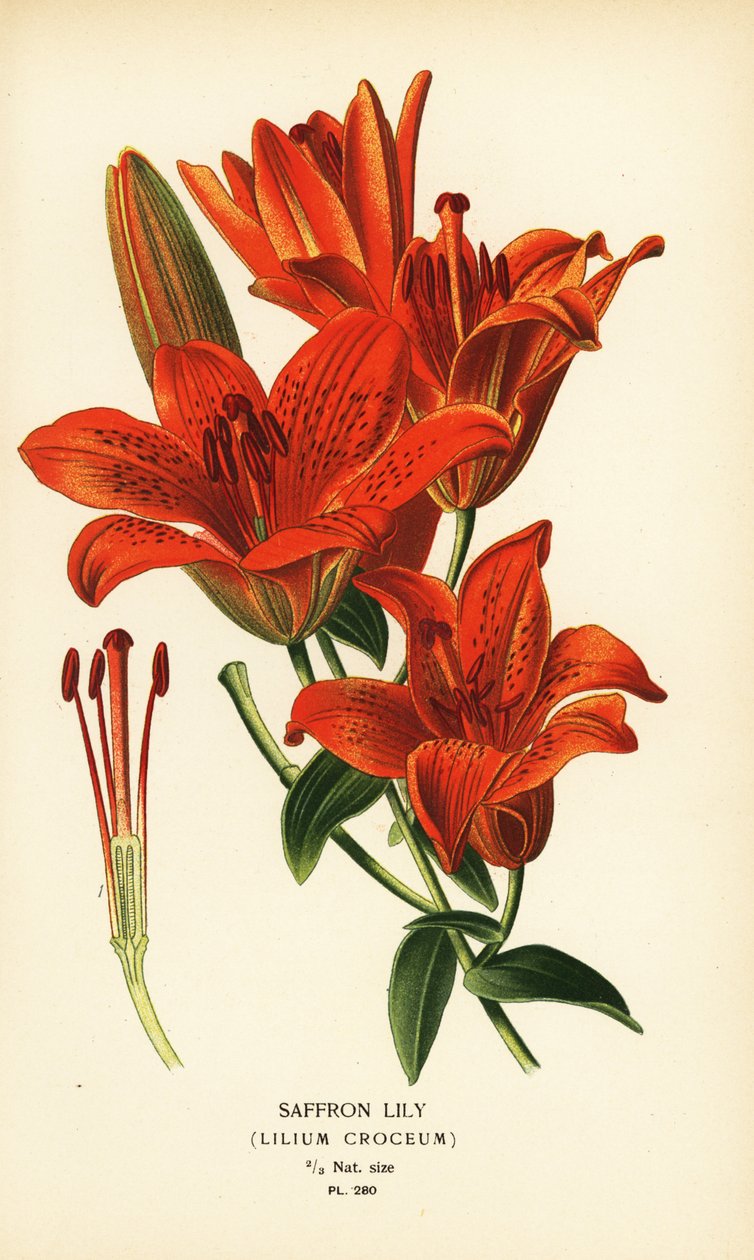 藏红花百合，Lilium croceum。根据 Desire Bois 的插图绘制的铬版画，选自 Edward Step 的《花园和温室中最受欢迎的花》，Frederick Warne 出版社，伦敦 作者 Desire Georges Jean Marie Bois