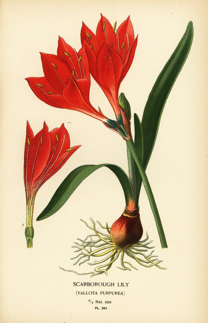 斯卡伯勒百合，Cyrtanthus elatus (Vallota purpurea)。根据 Desire Bois 的插图绘制的色石版画，选自 Edward Step 的《花园和温室中最受欢迎的花》，Frederick Warne 出版社，伦敦 作者 Desire Georges Jean Marie Bois