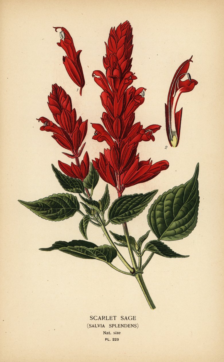 猩红鼠尾草，Salvia splendens。根据 Desire Bois 的插图绘制的变色版画，选自 Edward Step 的《花园和温室中最受欢迎的花》，Frederick Warne 出版社，伦敦 作者 Desire Georges Jean Marie Bois